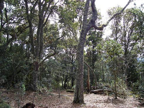 Inside forest Soatá.