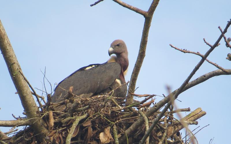 Critical Endangered White rumped Vulture (Gyps bengalensis) Nesting.
