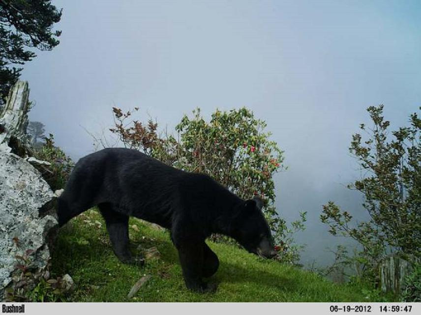 Himalayan Black Bear.