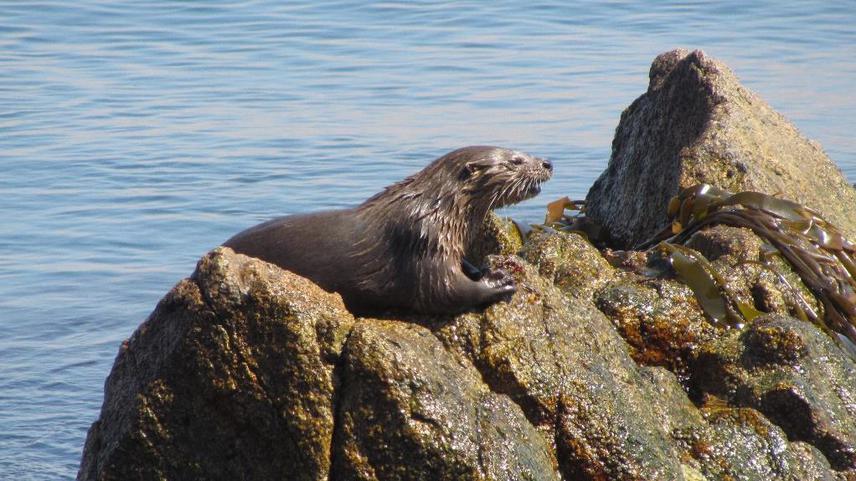Marine otters spotted in San Nicolas, Ica.