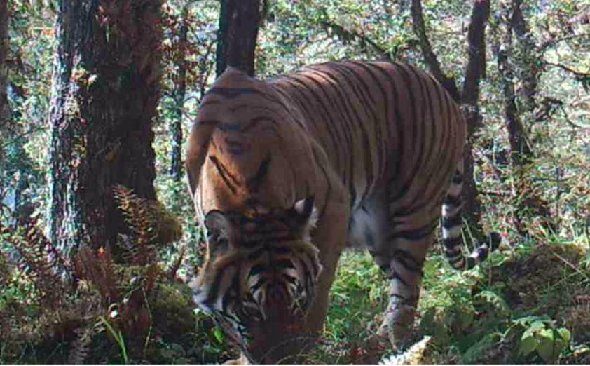 Tiger (Female).