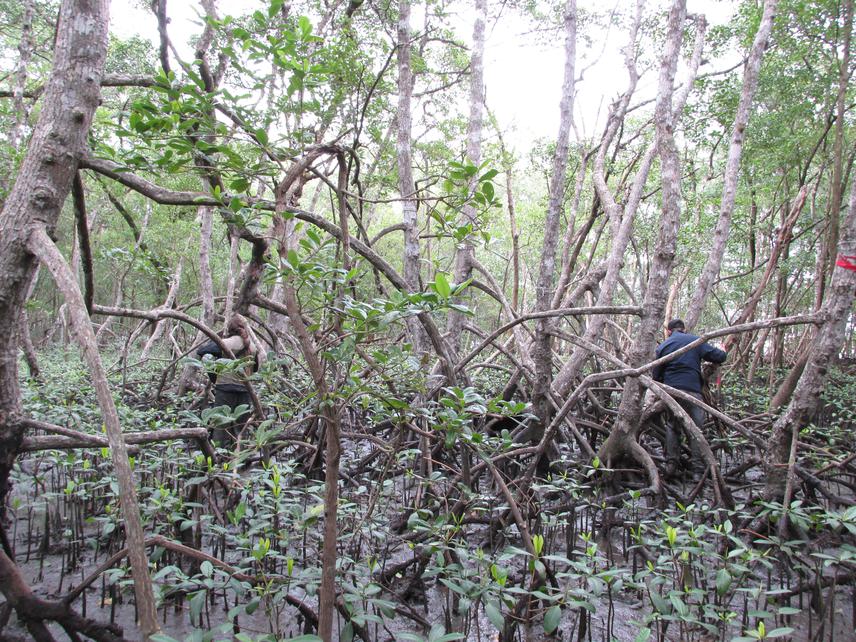 Measuring vegetation structure in a fringe mangrove site.