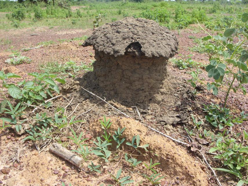 Termite mound on bowé.