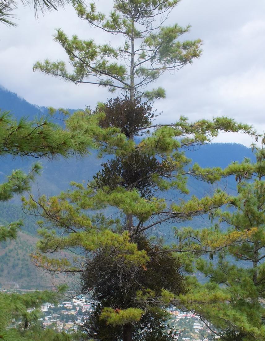 Taxillus kampferi infecting Pinus wallichina