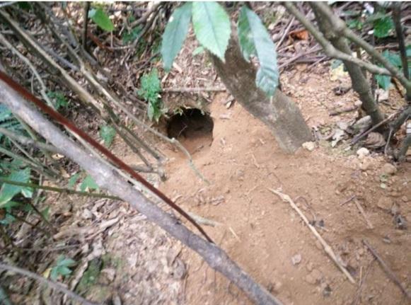 Chinese Pangolin burrow. © Dago Dorji