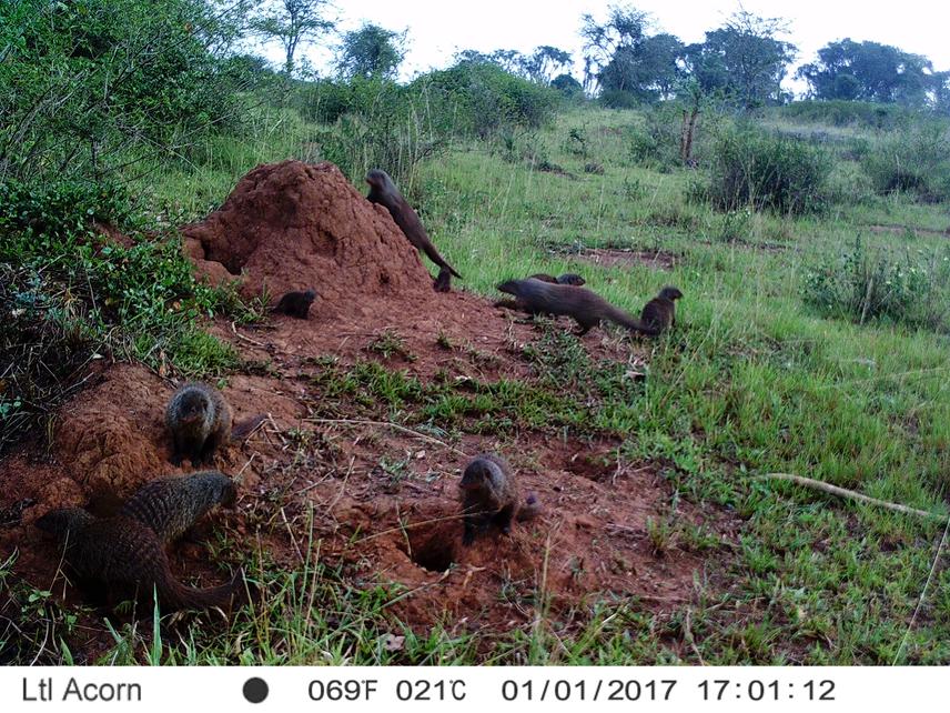Banded Mongoose group.