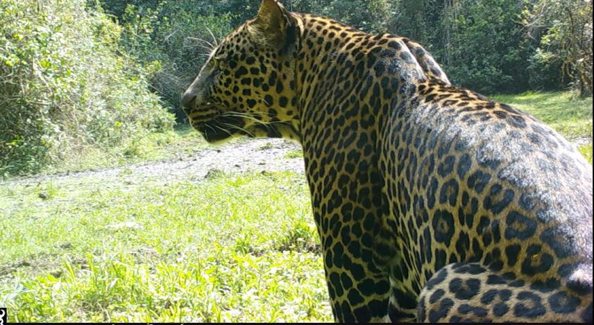 Leopard (Panthera pardus).