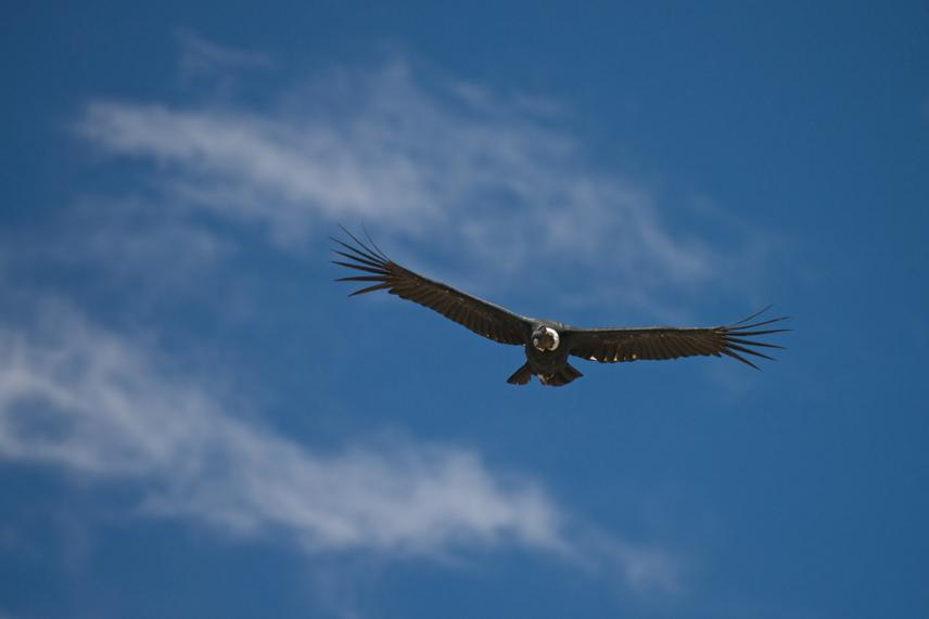 Andean condor flying at San Guillermo National Park.