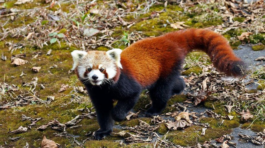 Red panda (Ailurus fulgens) photographed in Jigme Dorji National Park. ©Sonam Dorji, JDNP.