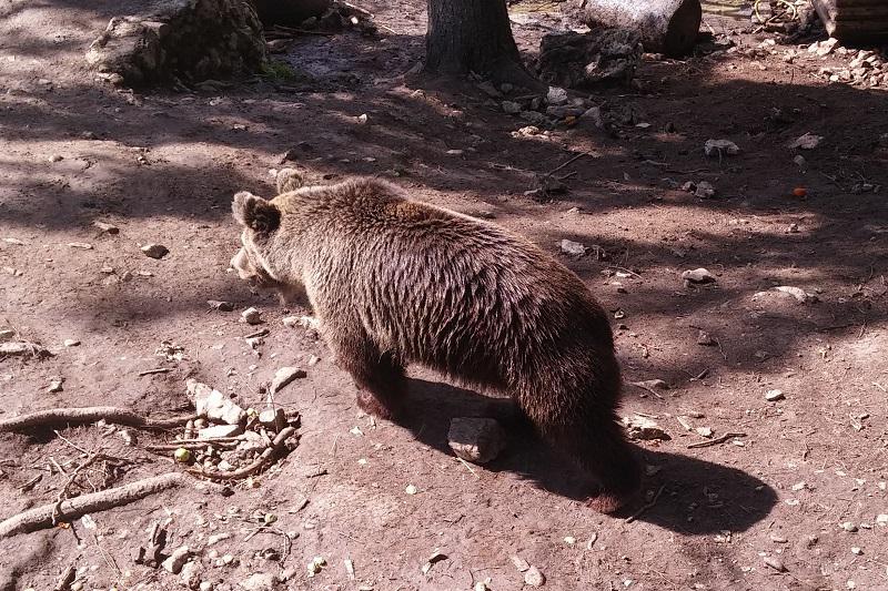 Brown bear, Mt. Vlašić.