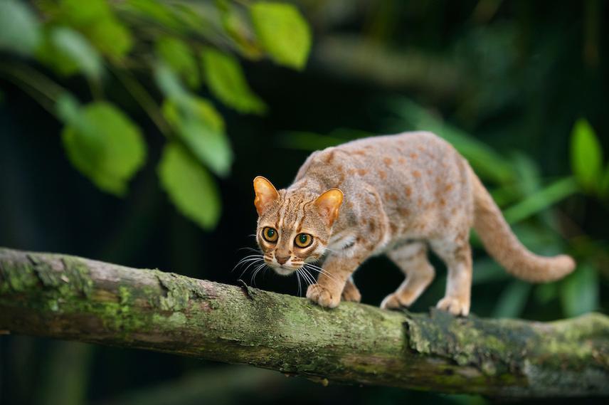 Rusty spotted cat walking in the branches. ©Terry Whittaker.