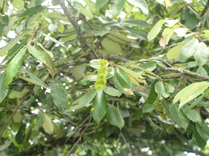 Castanopsis indica (Roxb. ex Lindl.) A.DC., one of the selected species, observed at Banpale forest, Institute of Forestry, Pokhara, Kaski, Nepal.