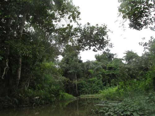 Swamp forest of Lokoli.