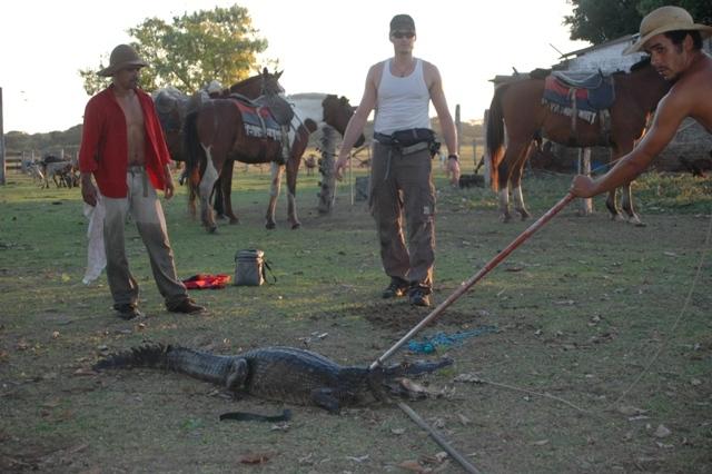 Hamish Campbell and 2 Pantaneros tagging a large adult caiman in the field.