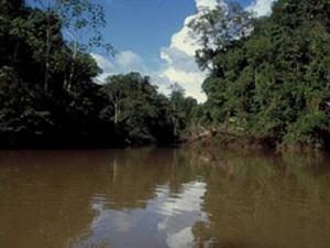 The Sucusari River, a culturally and biologically significant river to the Maijuna of the Peruvian Amazon.