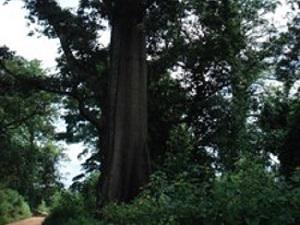 Picture of Ceiba petandra (Araba) an endangered timber tree in Nigeria.