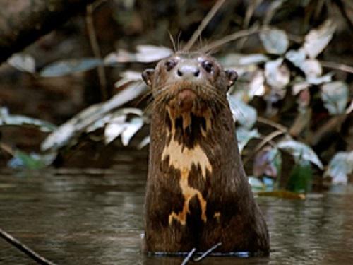 Maribel Recharte Conflict Between Giant River Otter Pteronura Brasiliensis Populations And Fishing Communities In The Northeastern Peruvian Amazon The Rufford Foundation