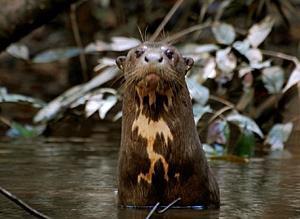 Giant otter registered during census on the Yavari River, 2009.