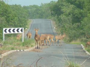 A herd of Western Hartebeest making use of the animal crossing.