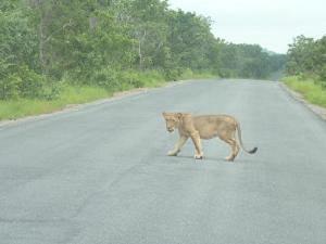 Lion (Panthera leo) crossing the road.