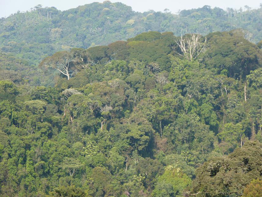 Natural forest of Nyungwe without exotic trees.