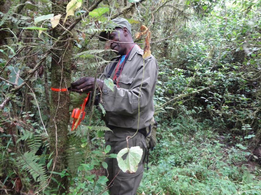 Field Assistant Gakima measuring the circumference of a tree.