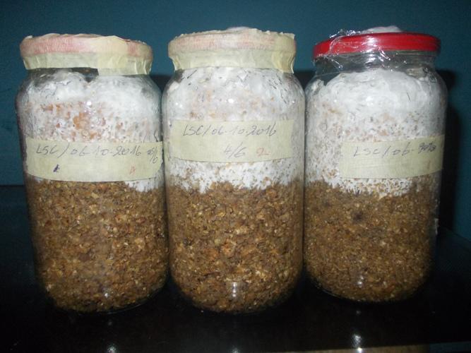 Production of mushroom (Lentinus sajor-caju) spawn on corn cobs in mayonnaise bottles.