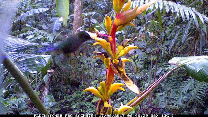Male Violet-tailed Sylph (Aglaiocercus coelestis) feeding on Heliconia aff. griggsiana (Helinoniaceae)