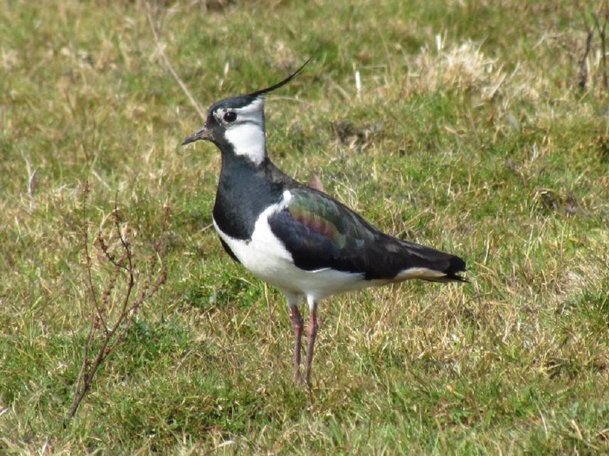 Male of Lapwing in breeding habitat.