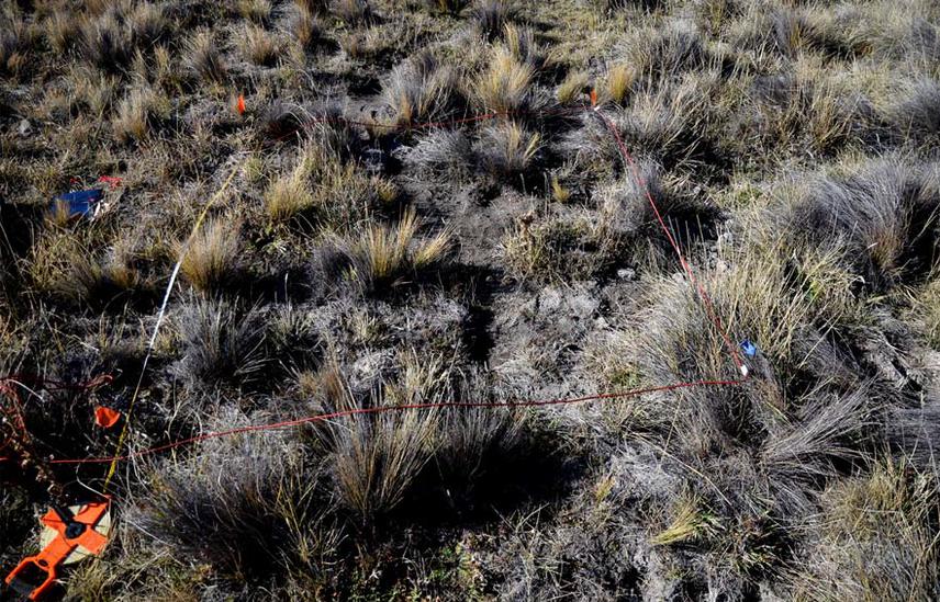 4‐m square plot used to measure vegetation cover. Mean cover of plant species at studied tuco‐tuco populations in Estancia Fortin Chacabuco.