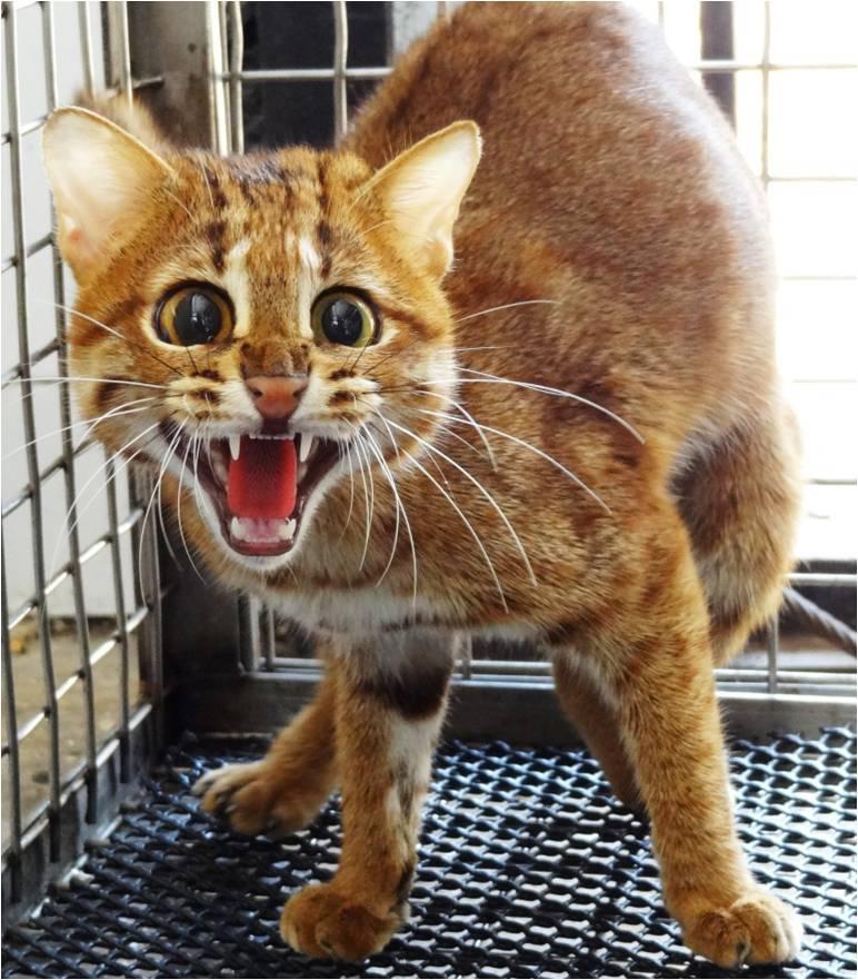 A rusty-spotted cat that was rescued by local zoo officials.