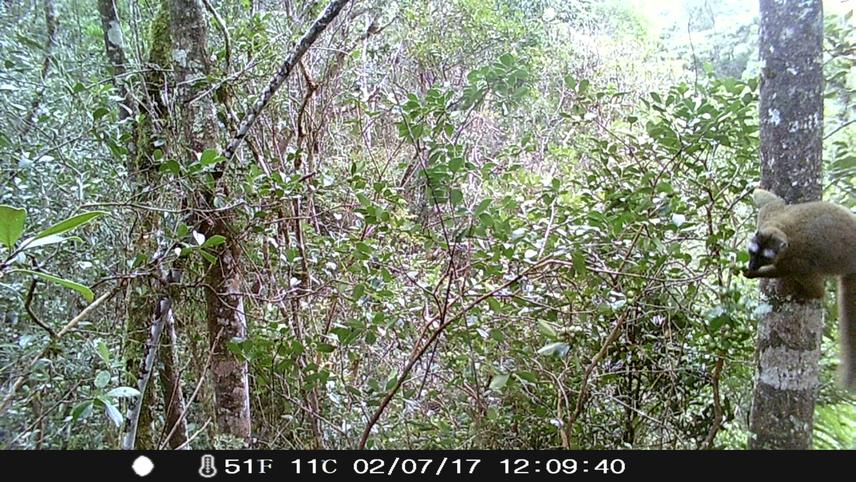 A lemur consuming guava seeds, caught on camera traps