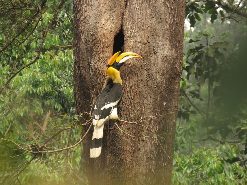 A male Great Hornbill at the nest. © Pooja Pawar.