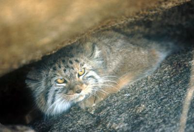 Pallas’ cat (Otocolobus manul).  Pallas’ cats (or manul) occur throughout the reserve and are hunting for their skins and body parts.  Live animals are also sold to international markets.  © Richard P. Reading.