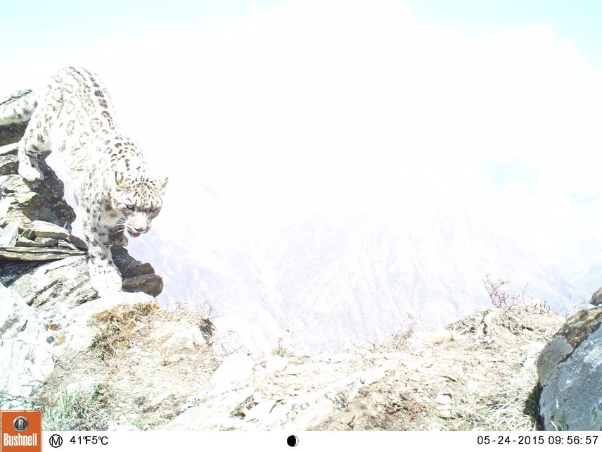 A snow leopard photographed in Manang. ©Tashi Rapte Ghale, Global Primate Network Nepal