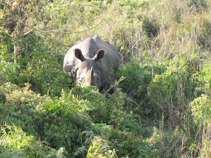 21609-DRhino observed during field visit (2).jpg