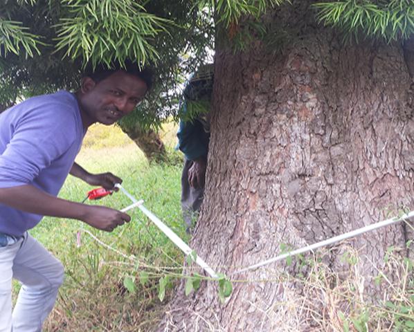 Habte Telila measuring the Circumference of a retained tree  Photo © Habte Telila