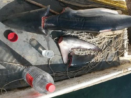 Juvenile Blue shark caught on longline in Herceg Novi.