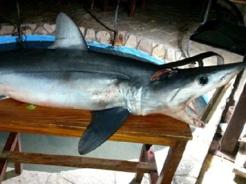 Shortfin mako caught in Budva and placed as a trophy.