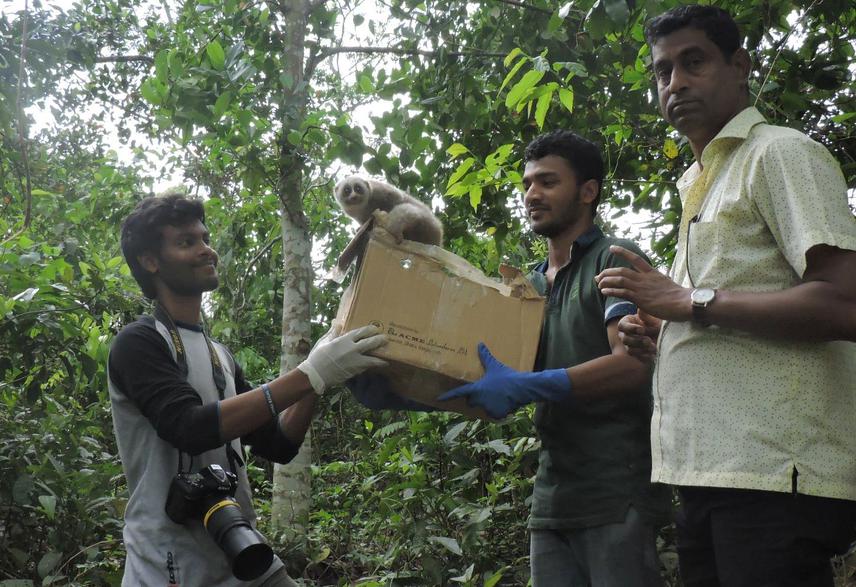 Releasing Bengal Slow Loris in SNP in presence of Ranger and Beat Officer.