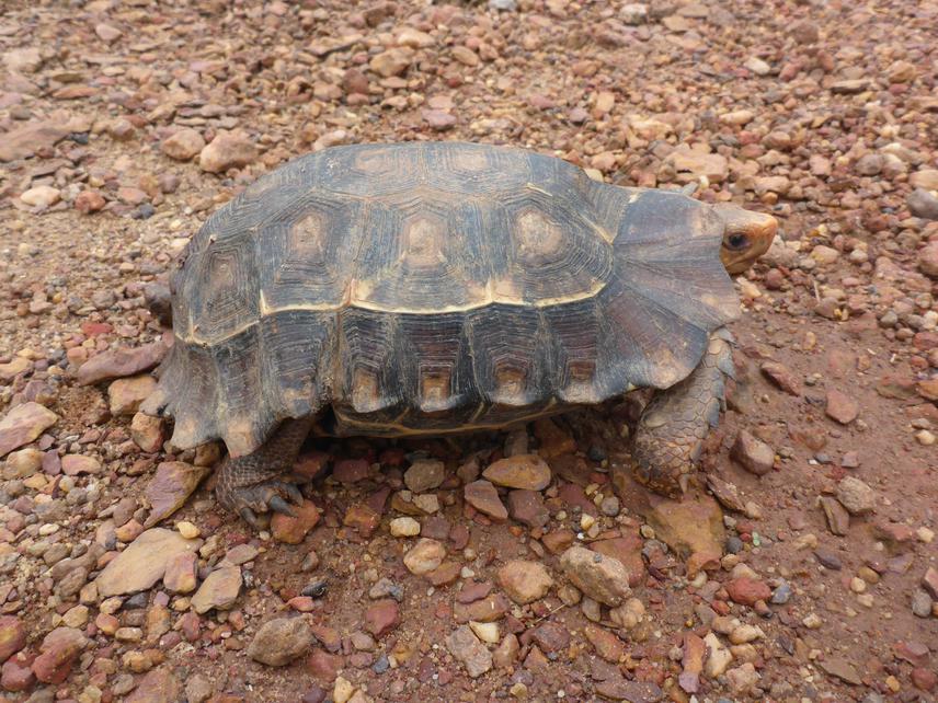 Kinixys homeana rescued by Tortoise Guardians.@Adomako.