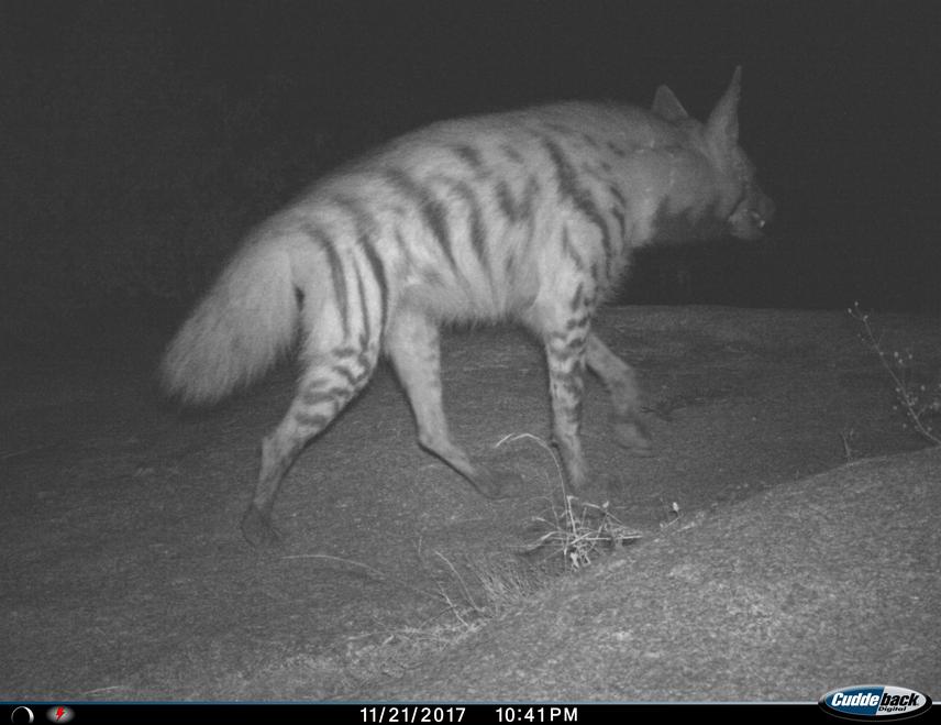 A Striped Hyena captured in our camera trap in one of our large carnivore surveys.