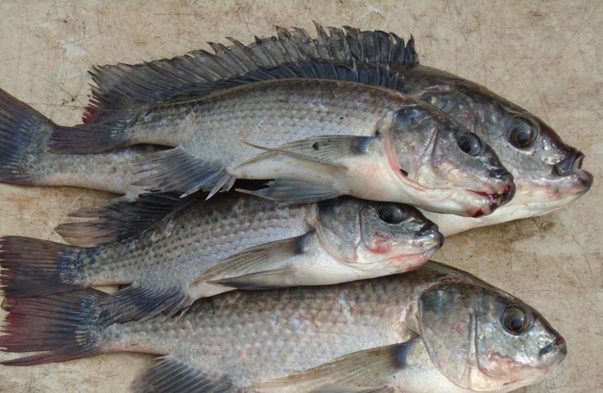 Fish caught from Lake  Kayanja during quarterly monitoring of the recovery of fish populations