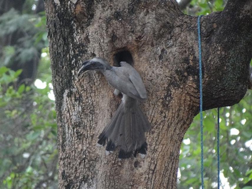Nest of Indian Grey Hornbill being monitored.