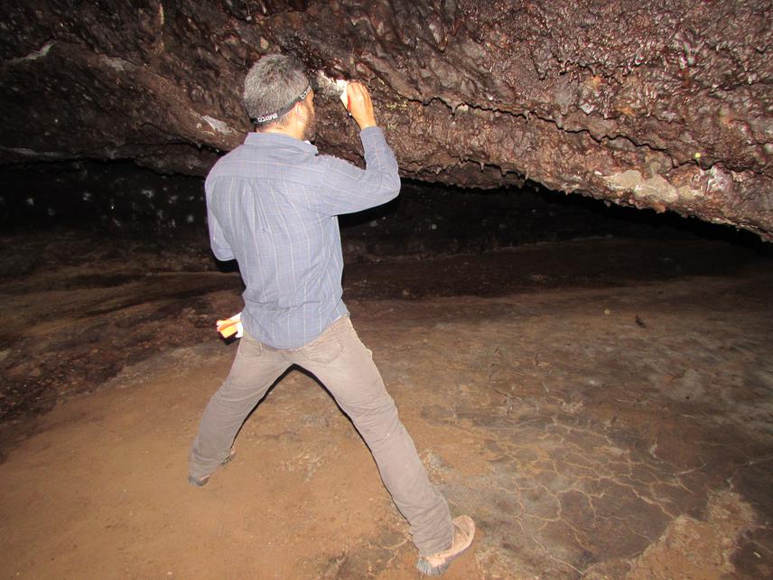 Sampling parasites inside a cave, batflies only leave the bats body to larviposit on the cave´s walls.