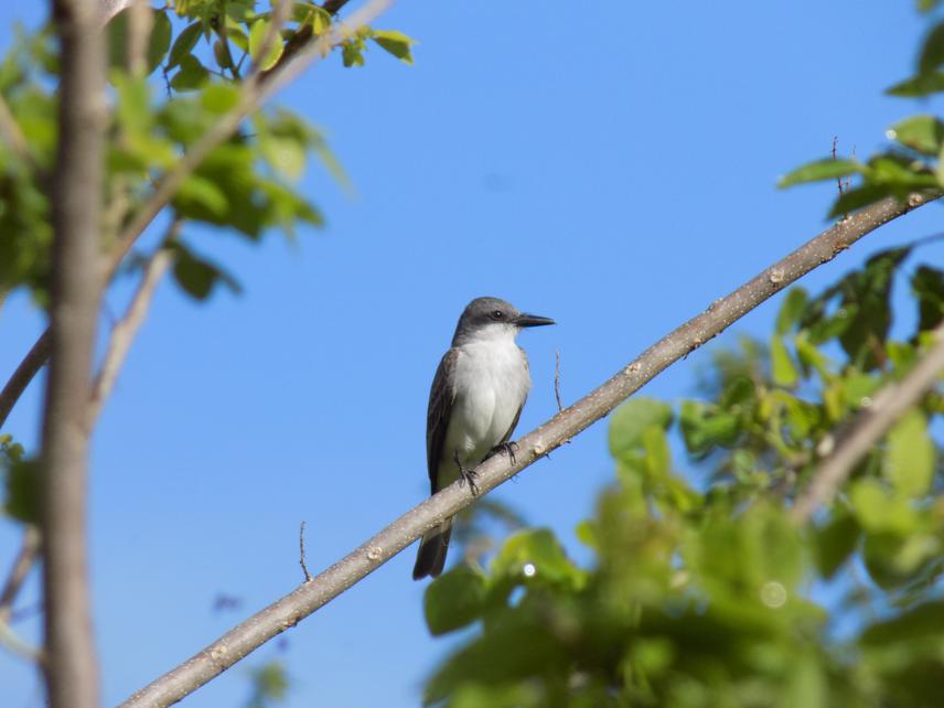 The Gray Kingbird (Tyrannus dominicensis) is another well known seed disperser at our sites. While primarily insectivorous, this bird incorporates substantial.