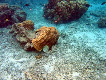 Teluk Pelabuhan Island Rubiah reefs condition, coral community at 3 m depth in fall down position.
