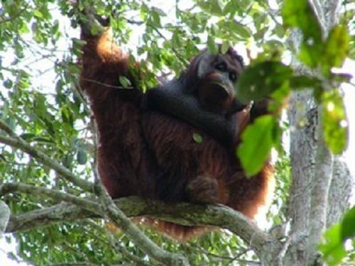 Flanged male orangutan in the Sabangau Forest.