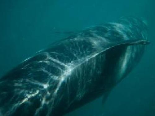 Killer Whale underwater.