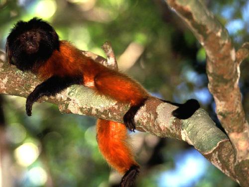 Adult male black-faced lion tamarin. © Marcos Amend.